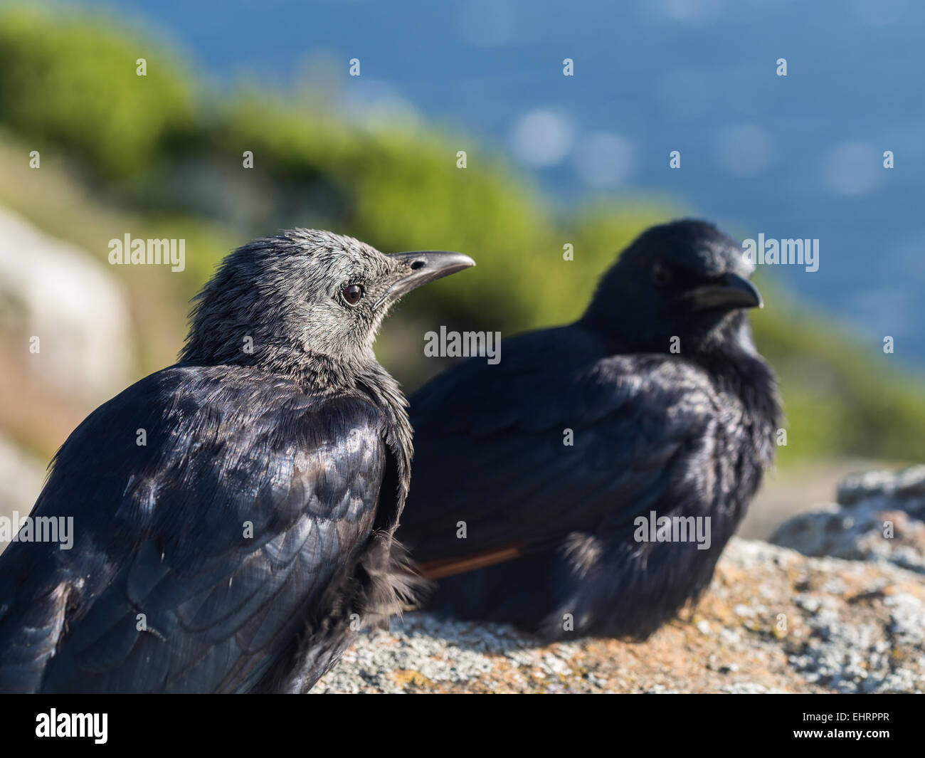 Red-winged Starling (Onychognathus Morio) in Cape Point in Südafrika. Stockfoto