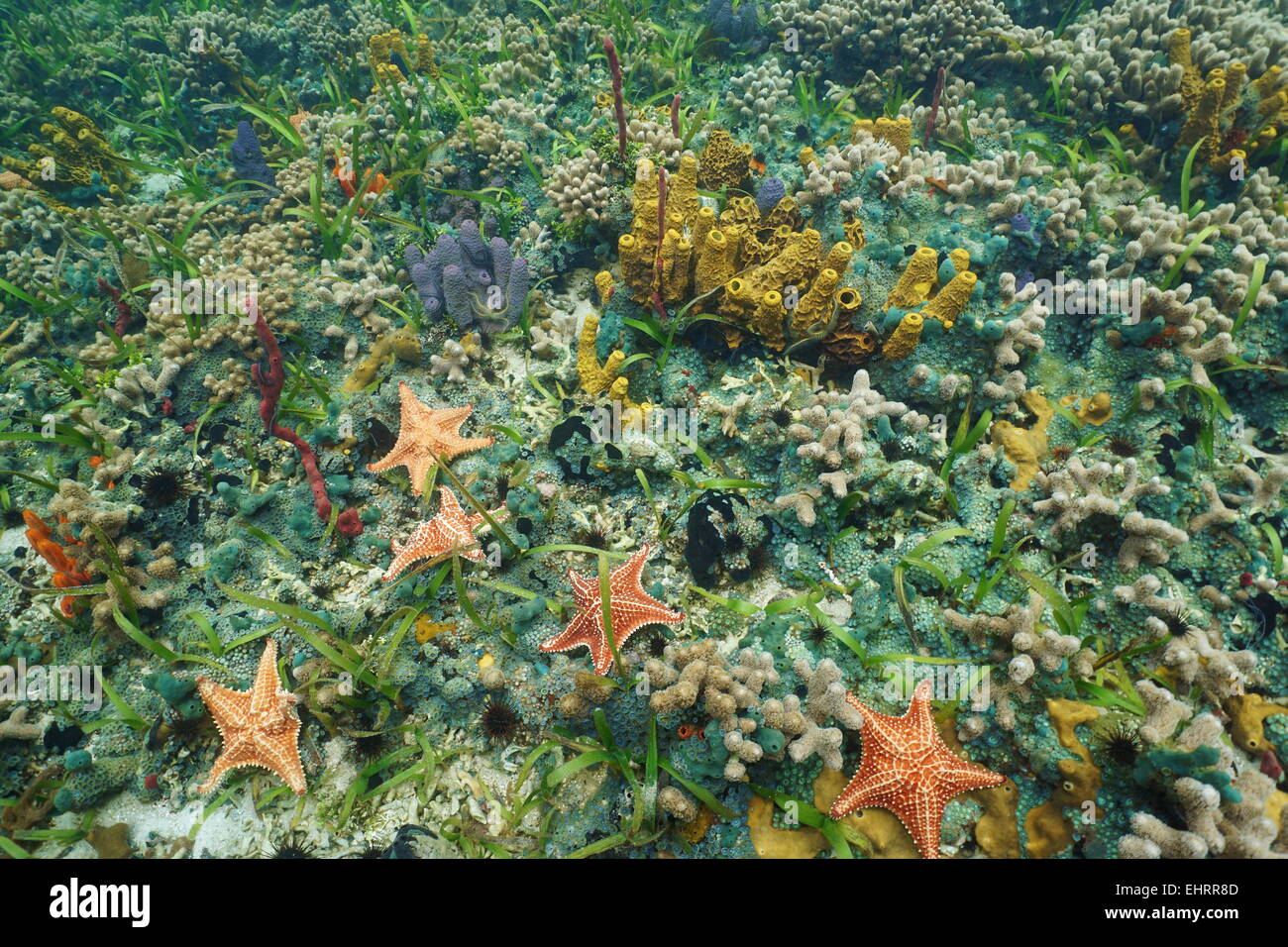 Bunte Seesterne und Meer Leben unter Wasser am Meeresgrund eine karibische Korallenriff, natürliche Szene Stockfoto