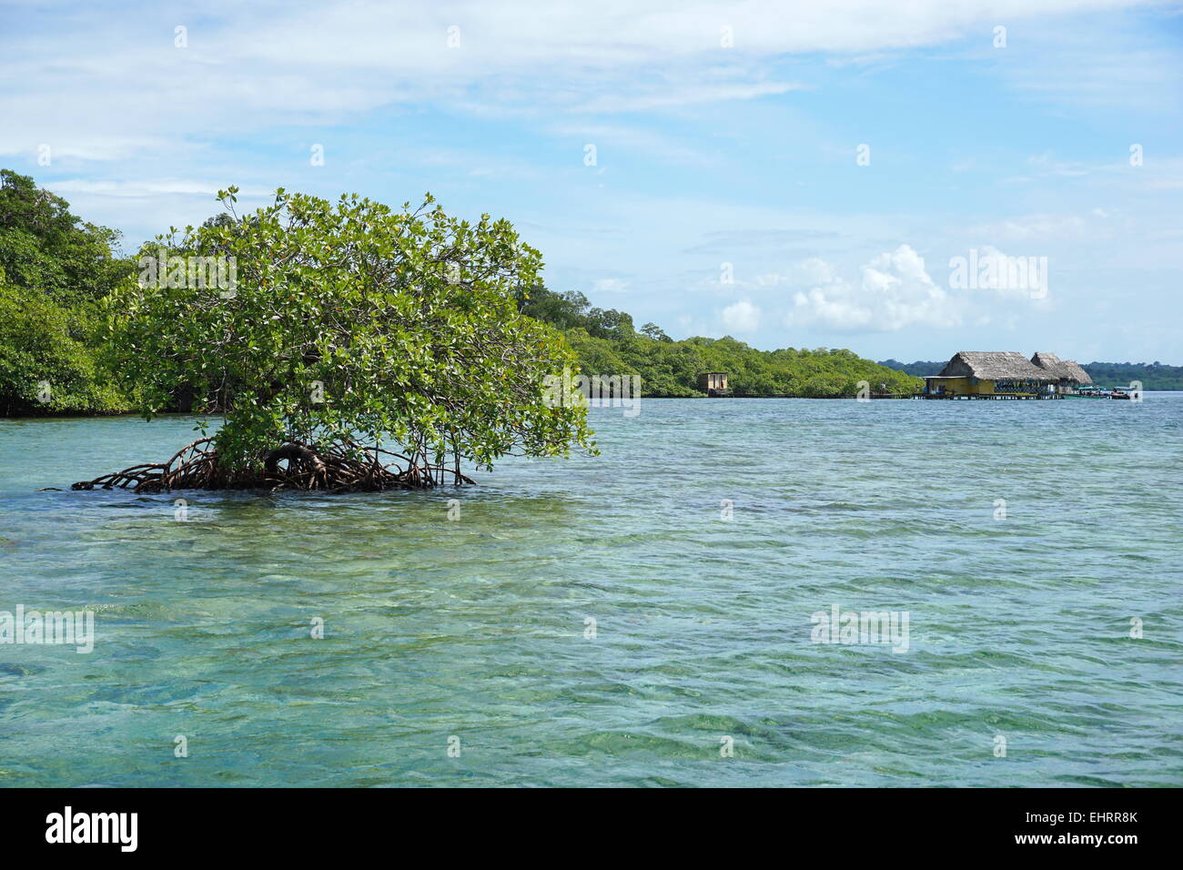 Abgeschiedenen Mangroven-Baum im Wasser mit einem tropischen Restaurant im Hintergrund, Karibik, Panama, Archipel Bocas del Toro Stockfoto