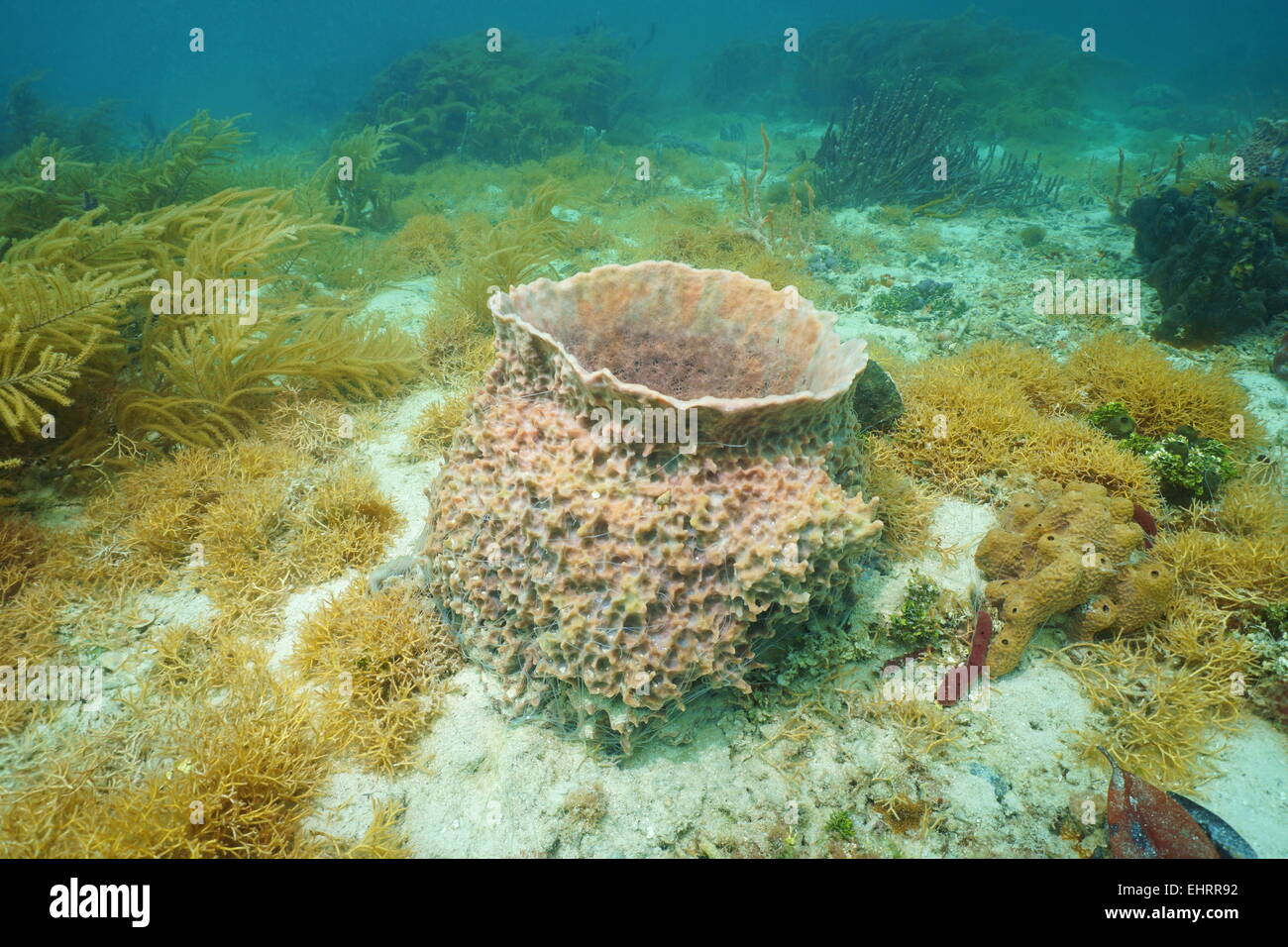 Unterwasser Kreatur, riesige Fass schwamm, Xestospongia Muta, am Meeresboden des Karibischen Meeres Stockfoto