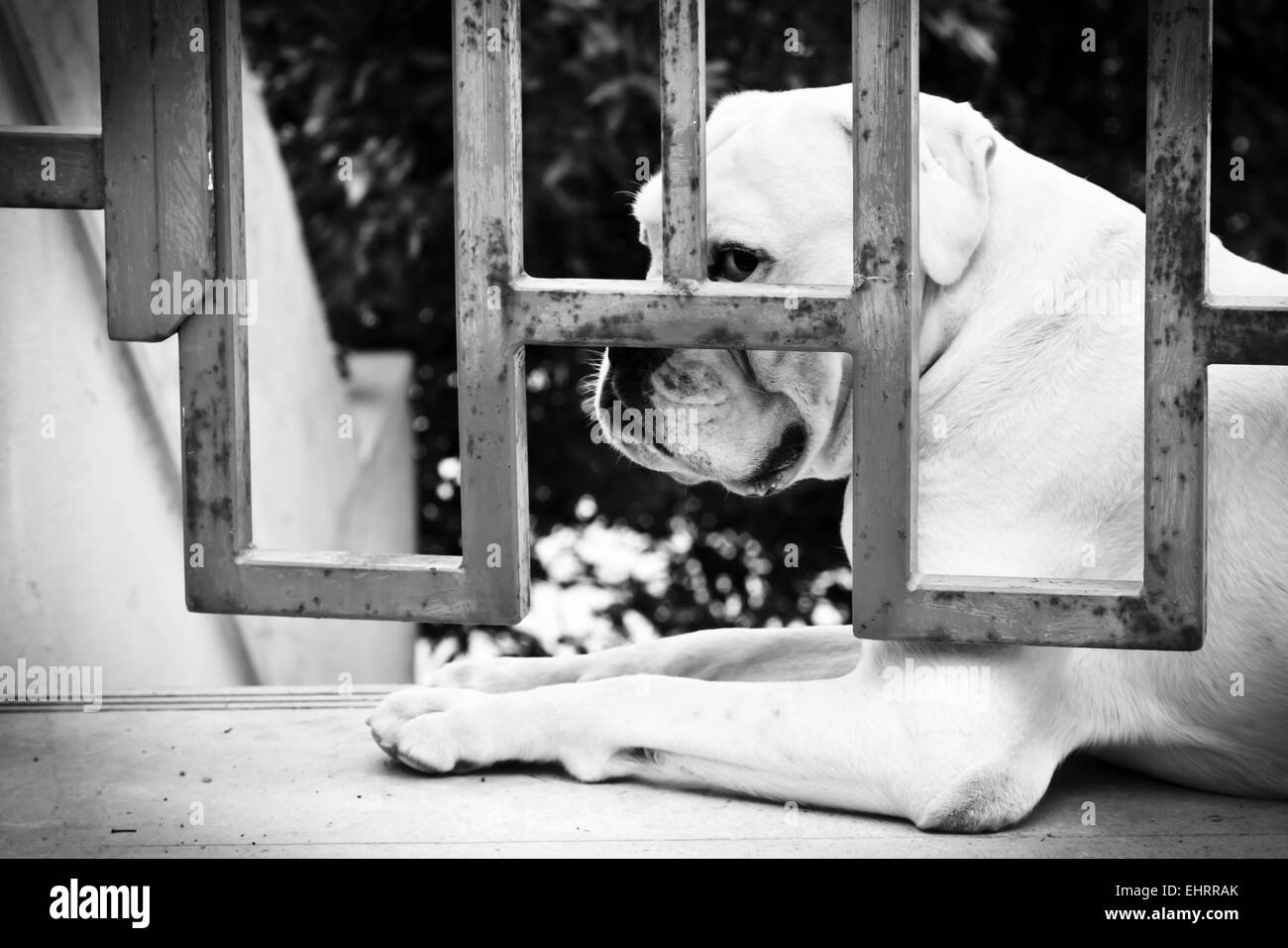 Trauriger Hund ist sitzen hinter Eisernen Tor Stockfoto