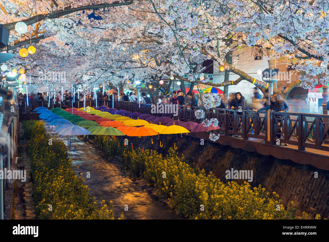 Asien, Republik Korea, Südkorea, Jinhei, Kirschblüte Frühlingsfest Stockfoto