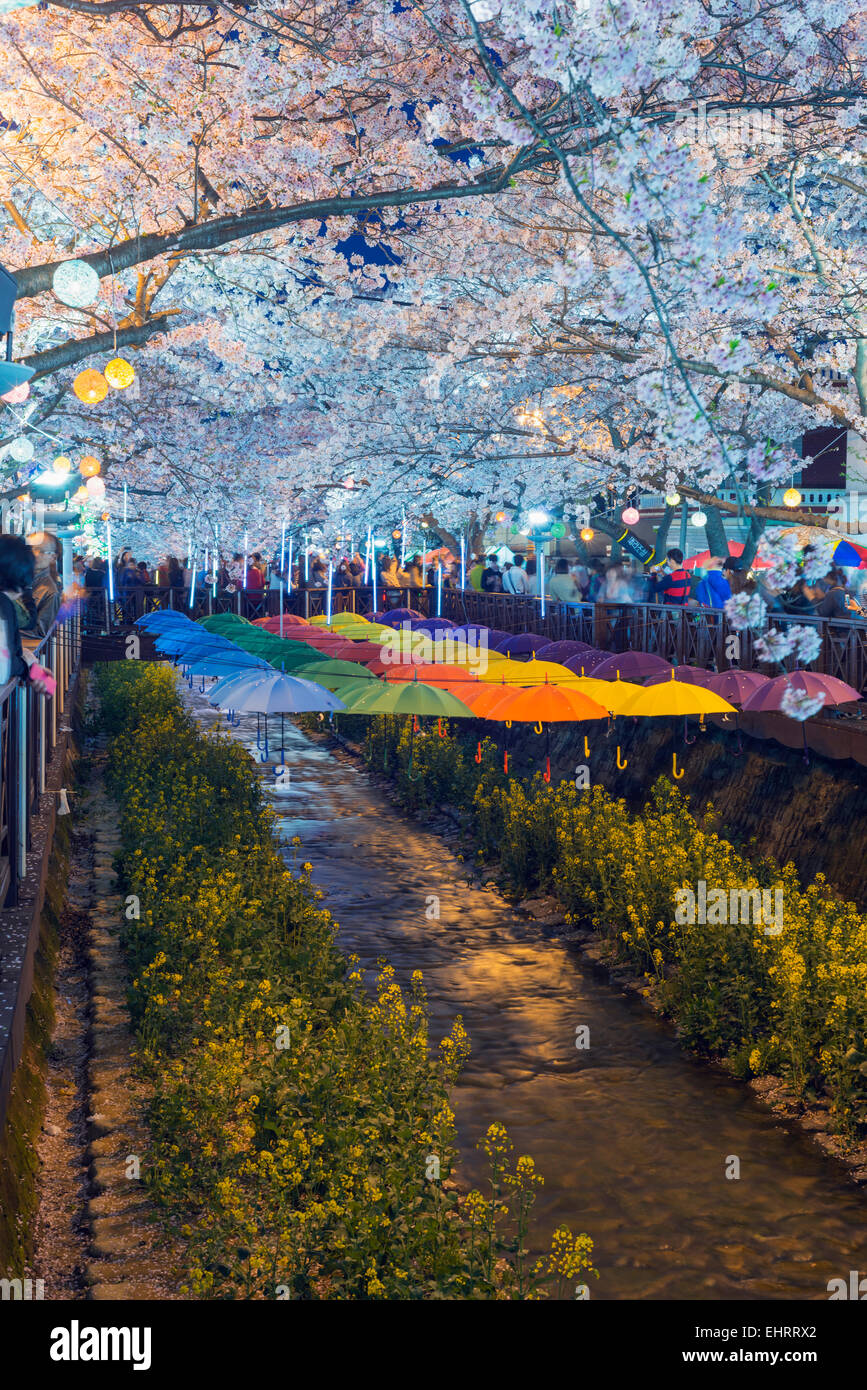 Asien, Republik Korea, Südkorea, Jinhei, Kirschblüte Frühlingsfest Stockfoto