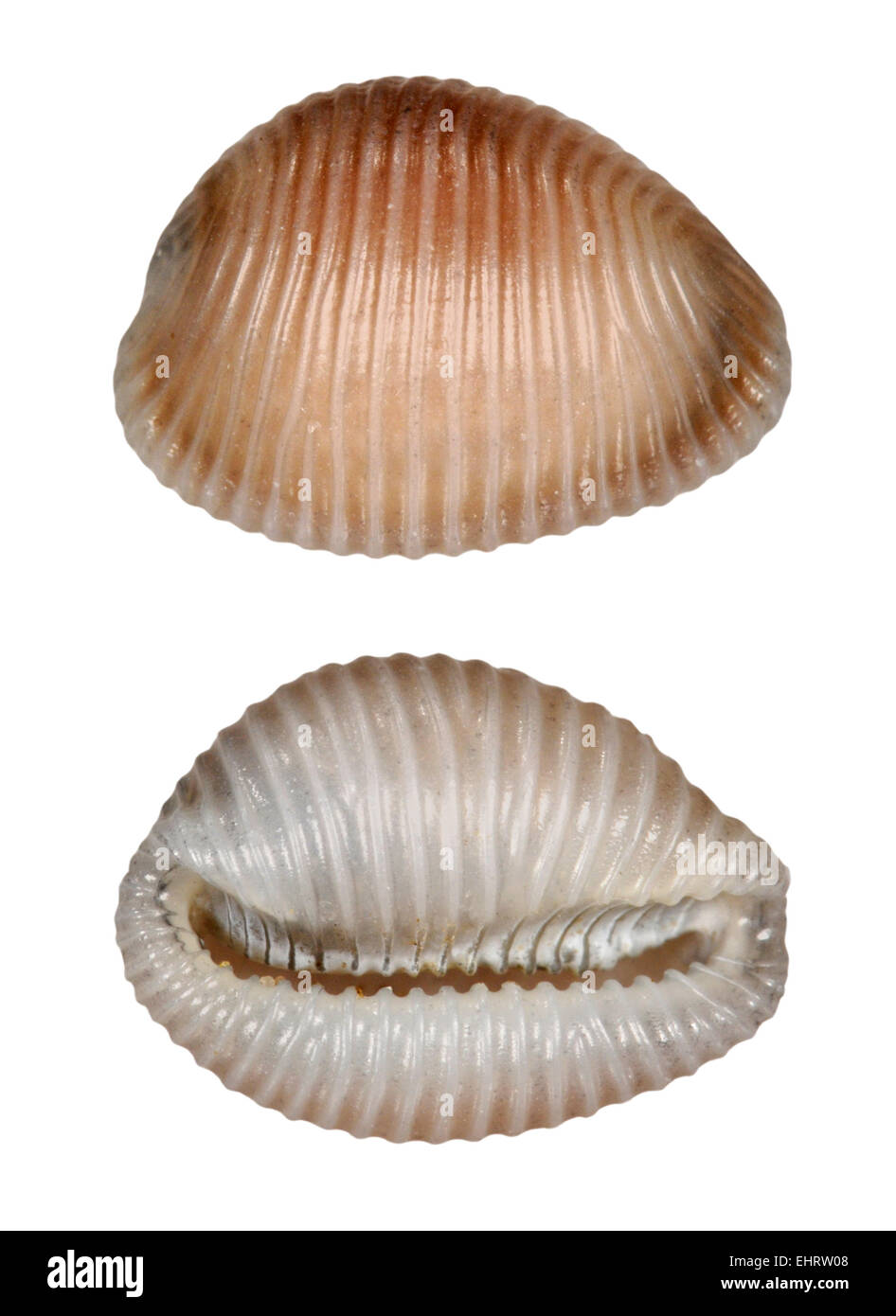 Arktische Kauri - Trivia arctica Stockfoto