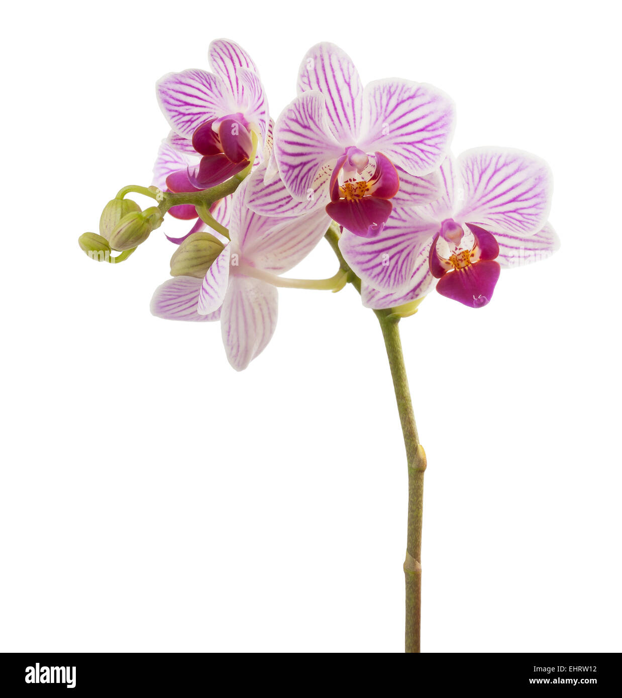Rosa Orchidee blüht isoliert auf weißem Hintergrund Stockfoto