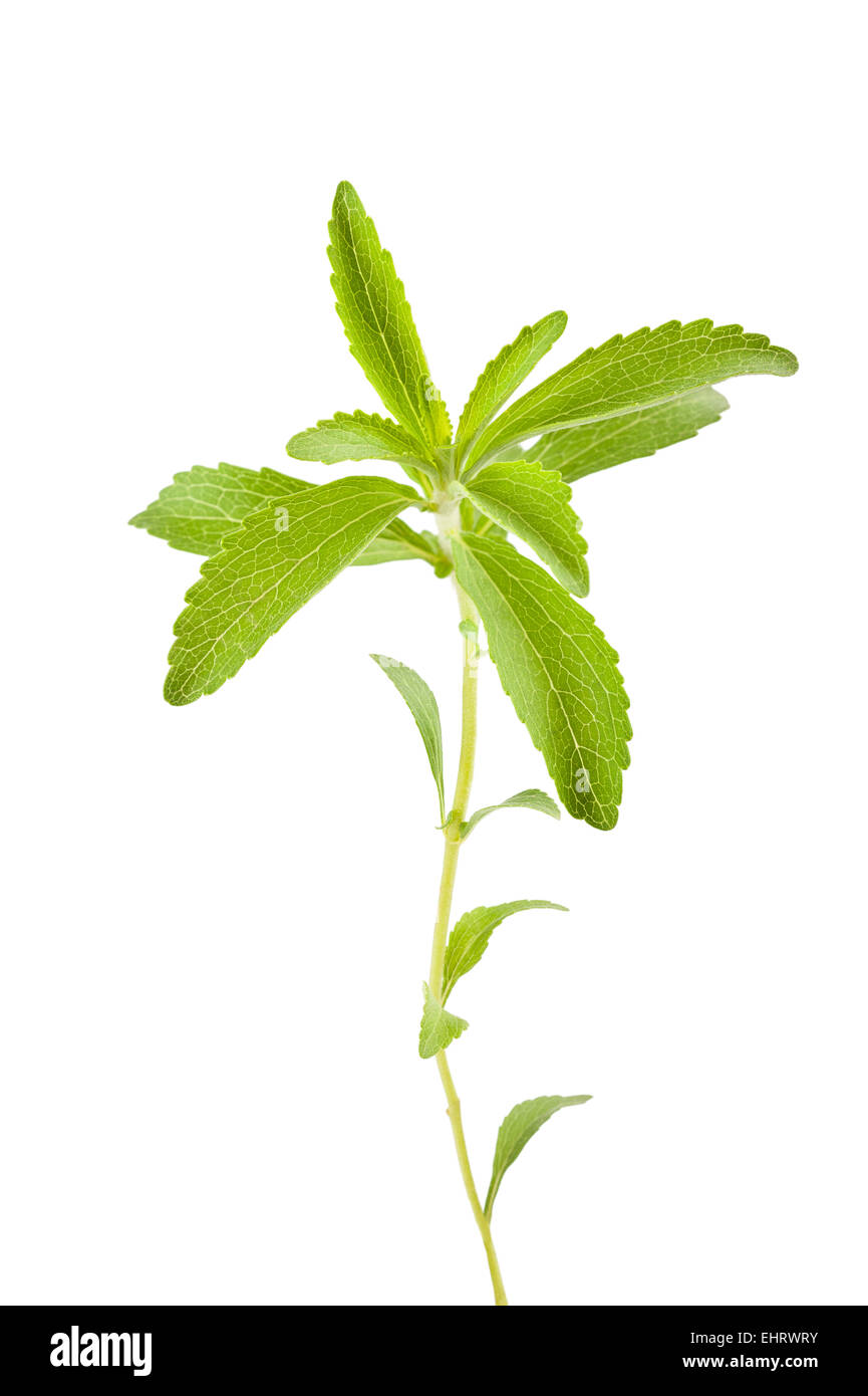 Stevia-Zweig isoliert auf weiss Stockfoto