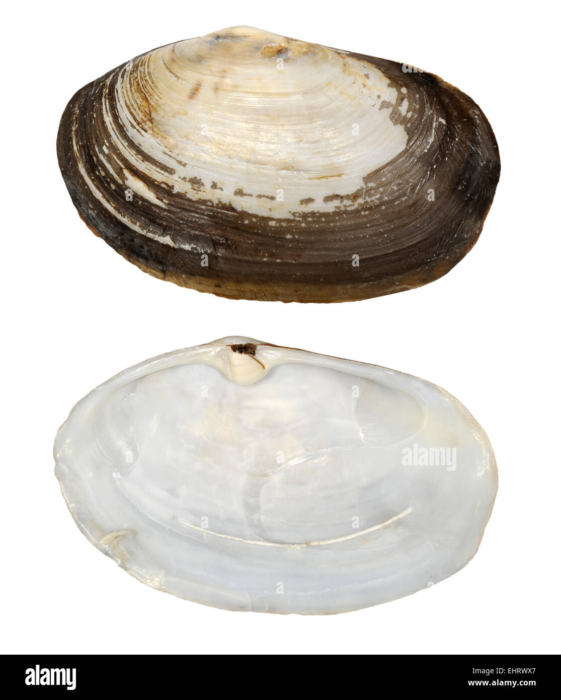 Gemeinsamen Otter Shell - Lutraria lutraria Stockfoto