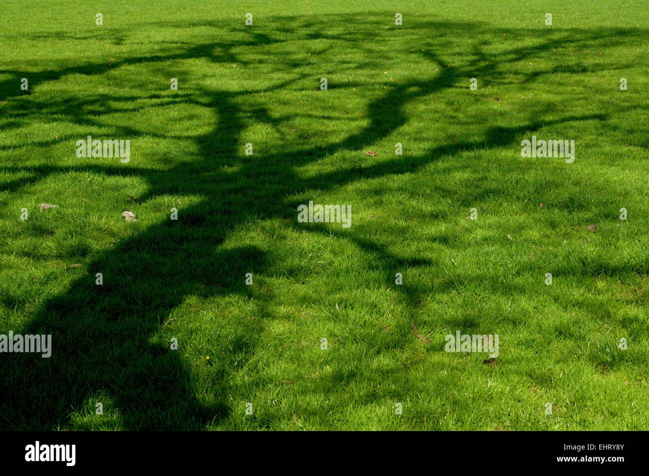 Baumschattenform auf dem grasbewachsenen Unterwuchs an einem sonnigen Tag in Großbritannien Stockfoto