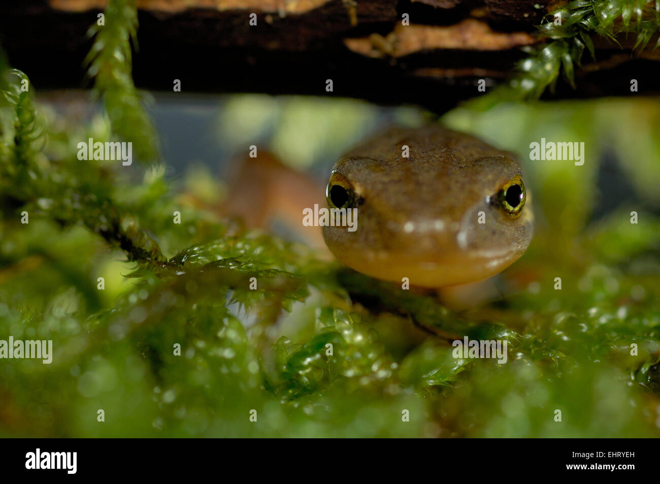 Handförmig Newt (Triturus Helveticus) | Das Fadenmolch-Weibchen (Triturus Helveticus) Hut Sein Laichgewässer Verlassen Und ist Nonne Stockfoto