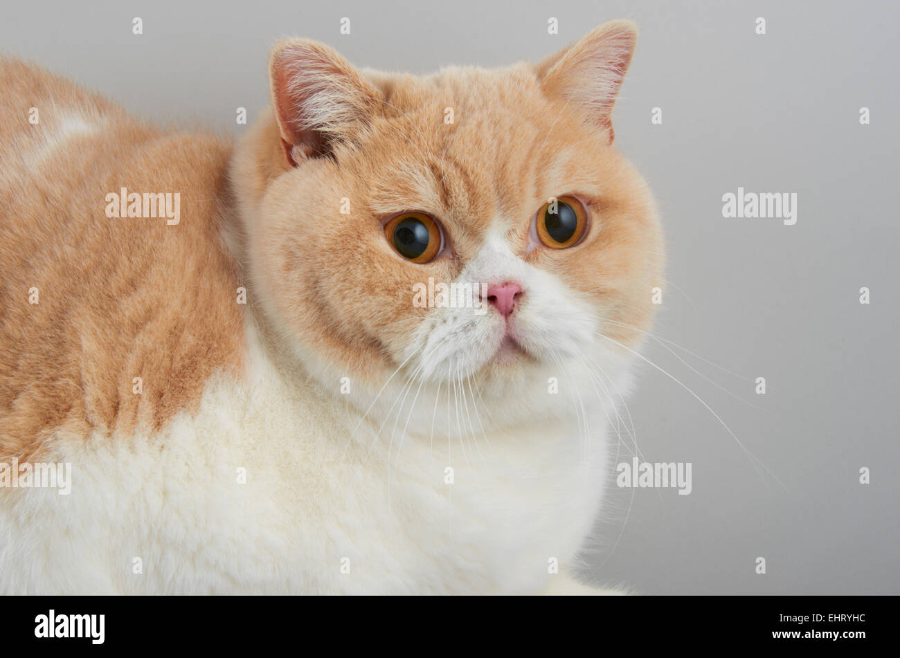 Creme und weiß Bi Farbe Britisch Kurzhaar Katze. Stockfoto