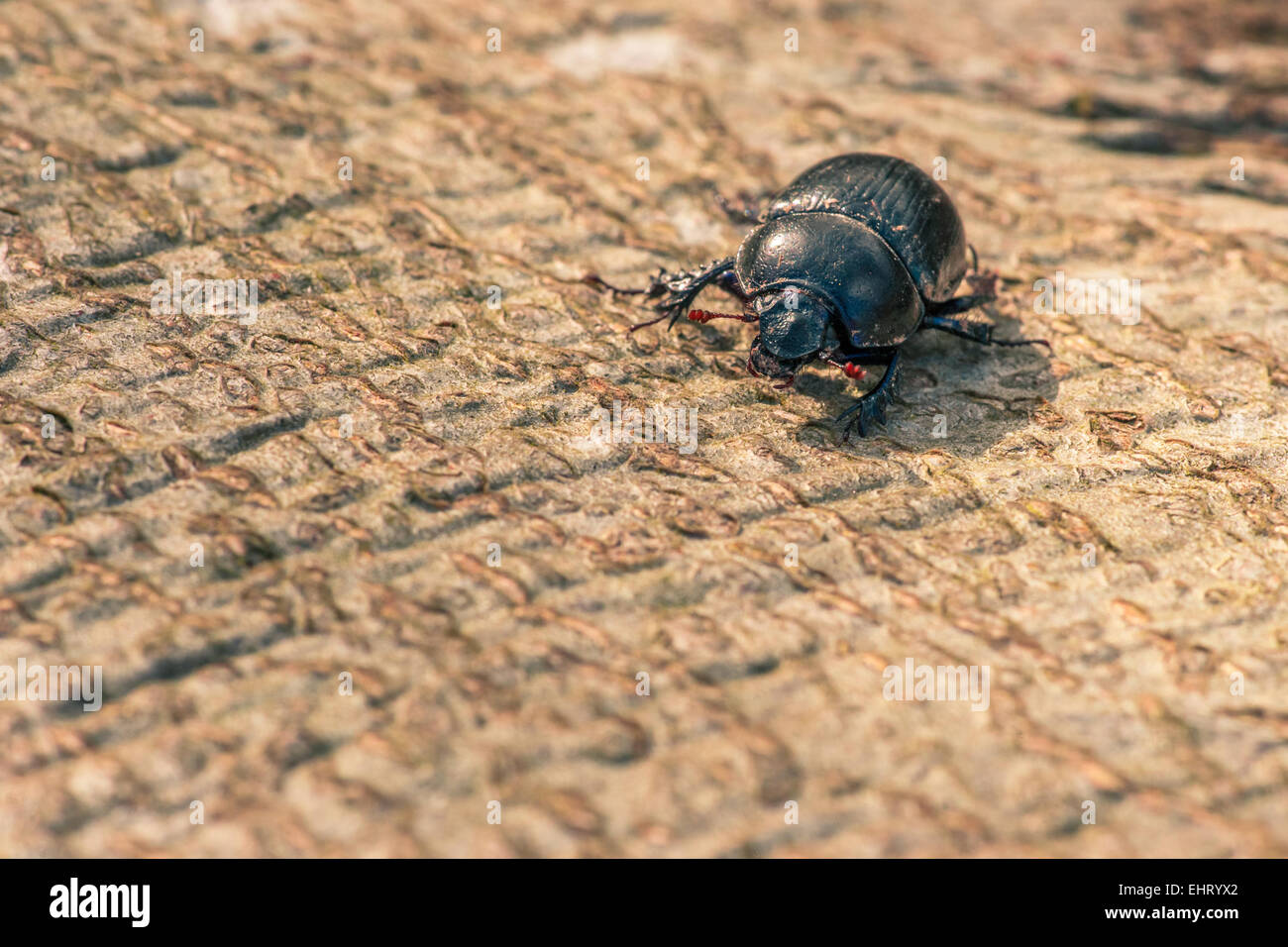 Schwarze Käfer krabbeln auf Holzuntergrund Stockfoto