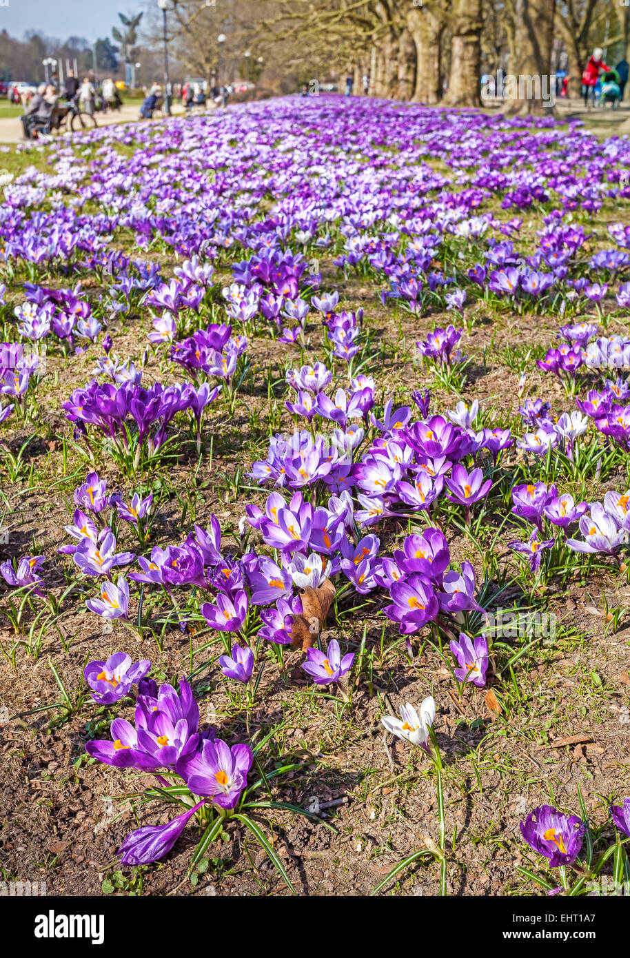 Frühling in einem Park, Krokus Blumen Feld. Stockfoto