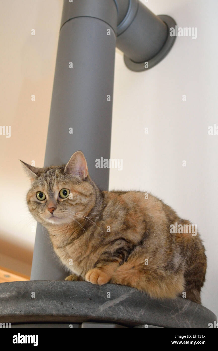 graue Hauskatze entspannt in den Ofen Stockfoto