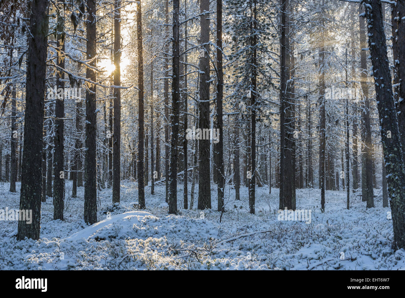 Hintergrundbeleuchtung Stimmung im Wald, Lappland, Schweden Stockfoto