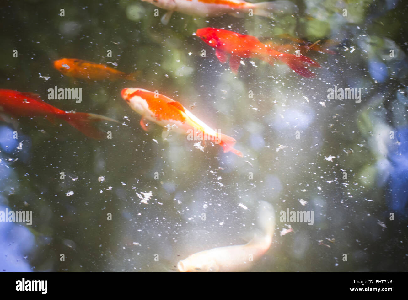 Goldfisch, Gruppe von orange Karpfen im Wasser Stockfoto