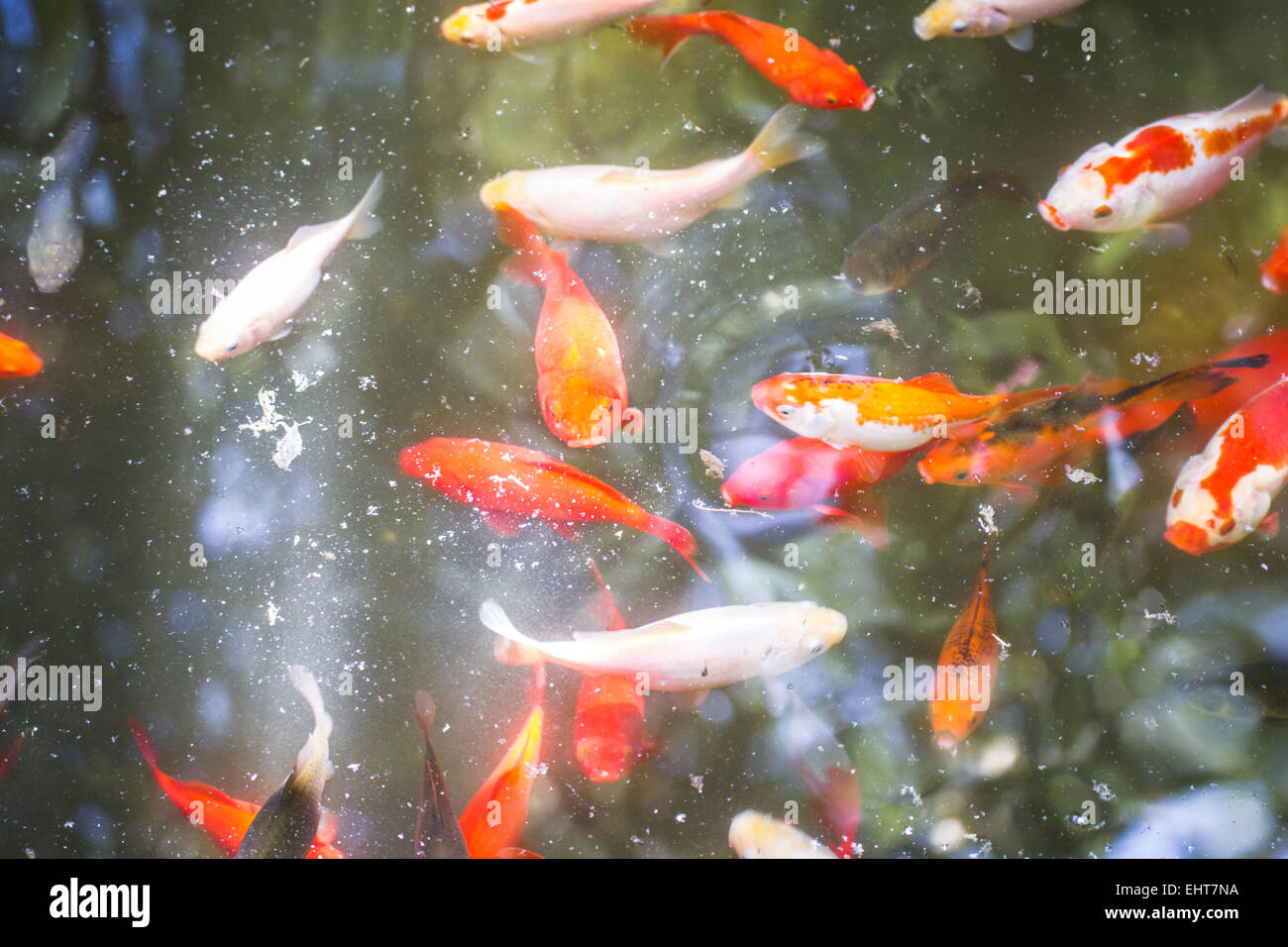 Garten, Gruppe von orange Karpfen im Wasser Stockfoto