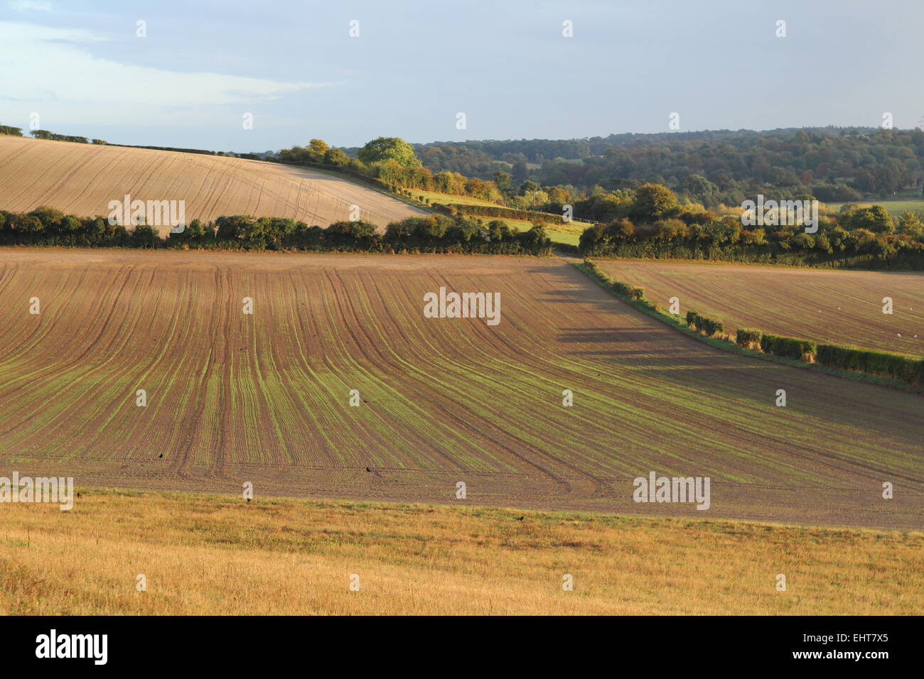 Felder und Hecken im Herbst Stockfoto