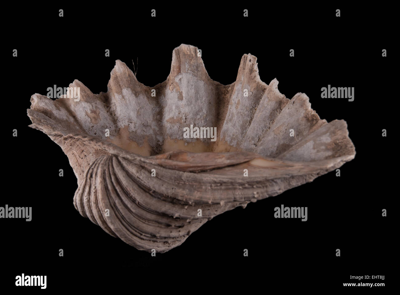 Giant clam, ausgegraben in archäologischen Stätte von Batujaya, West-Java, wahrscheinlich als Statussymbol in Frühgeschichte Periode verwendet. Stockfoto
