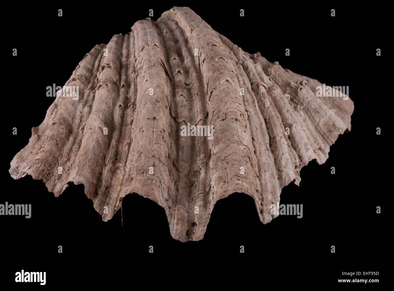 Giant clam, ausgegraben in archäologischen Stätte von Batujaya, West-Java, wahrscheinlich als Statussymbol in Frühgeschichte Periode verwendet. Stockfoto