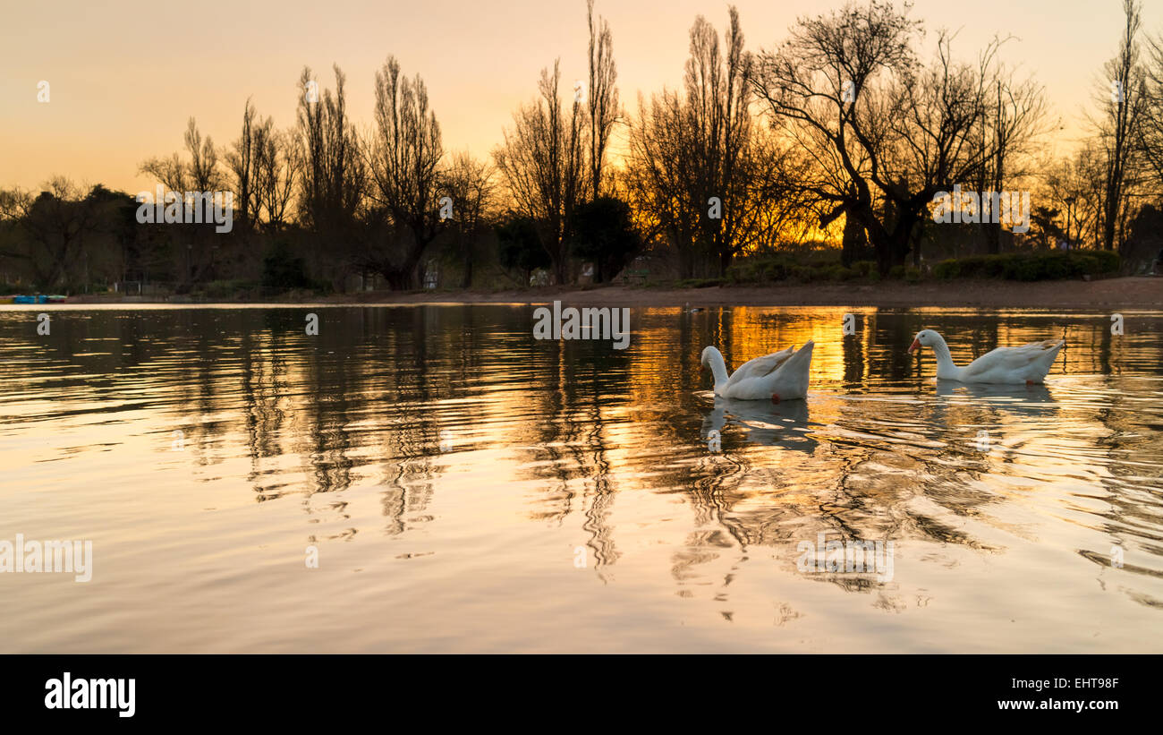 Enten am See zoo Stockfoto