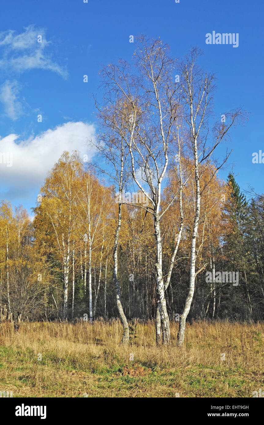 Birken im Herbst Stockfoto