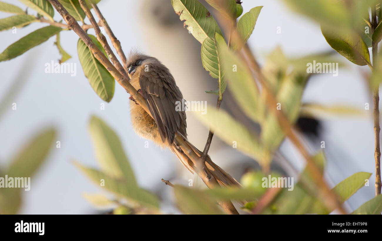 Verschlafene gesprenkelten Mousebird Stockfoto