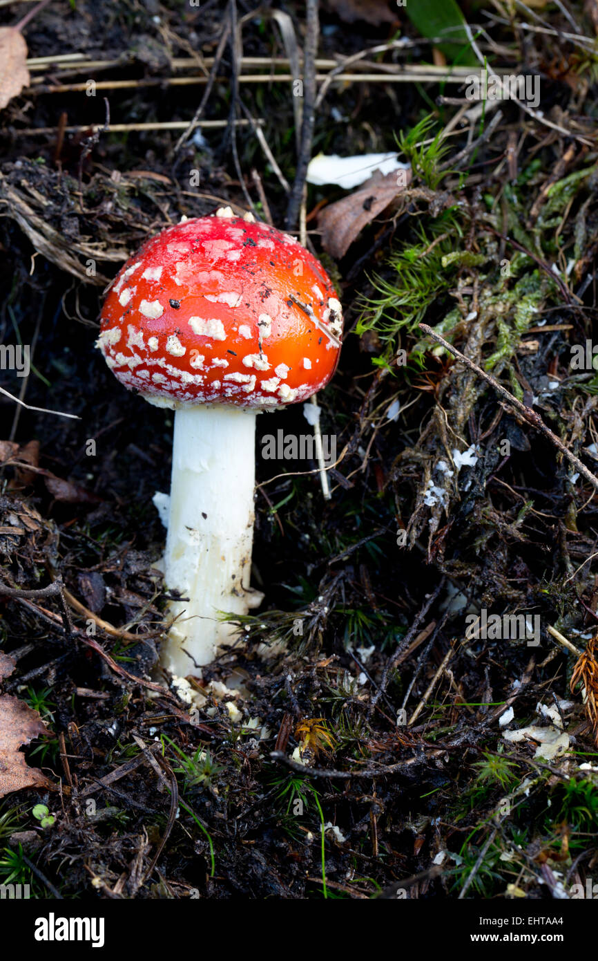 Fliegenpilz Stockfoto