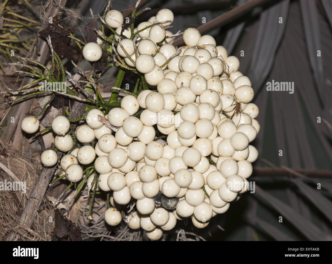 Crysophila Warscewiczii Stockfoto