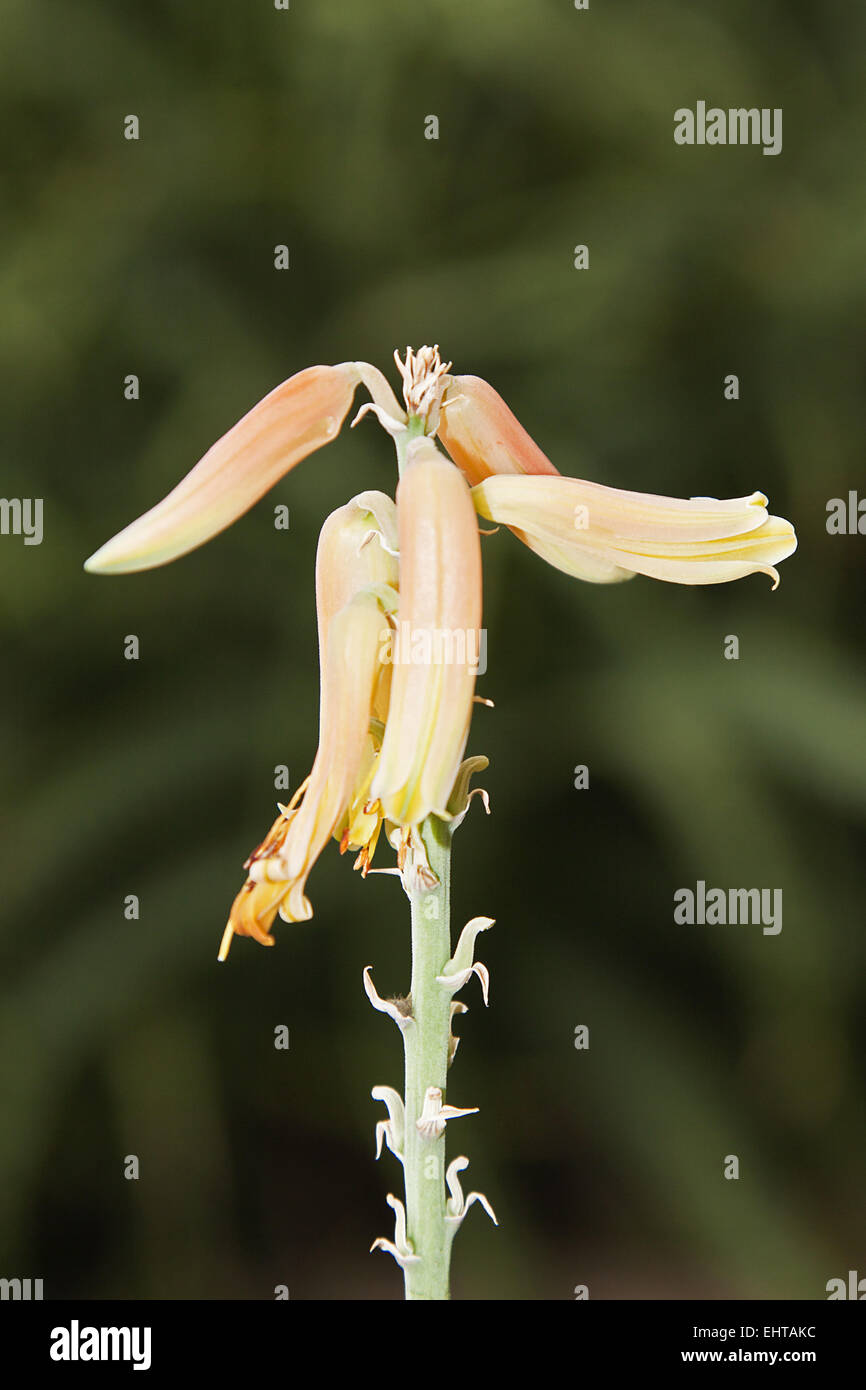 Aloe Vera Flower Stockfoto