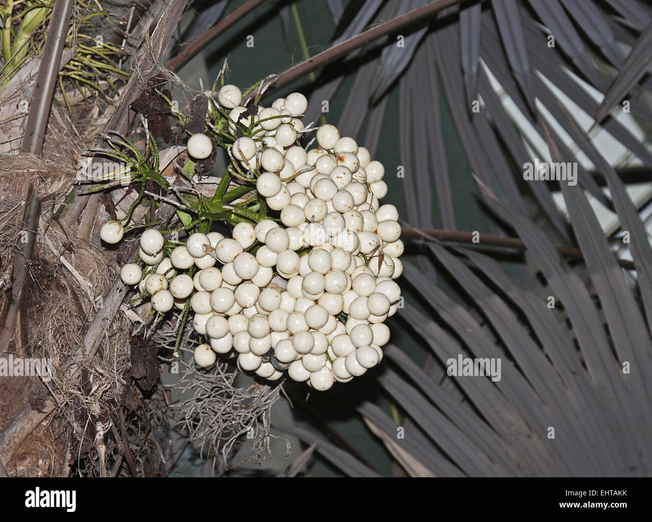 Crysophila Warscewiczii Stockfoto