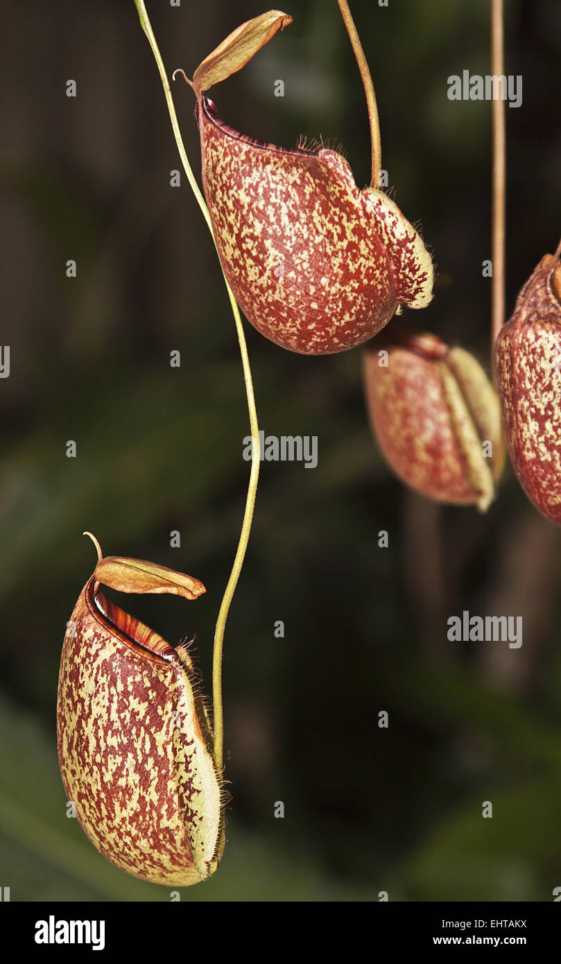 Nepenthes Stockfoto