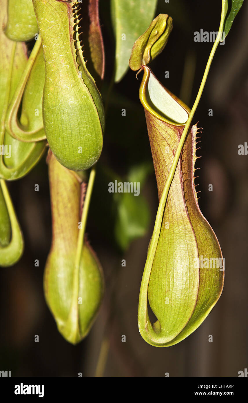 Nepenthes kannen Stockfotos und bilder Kaufen Alamy