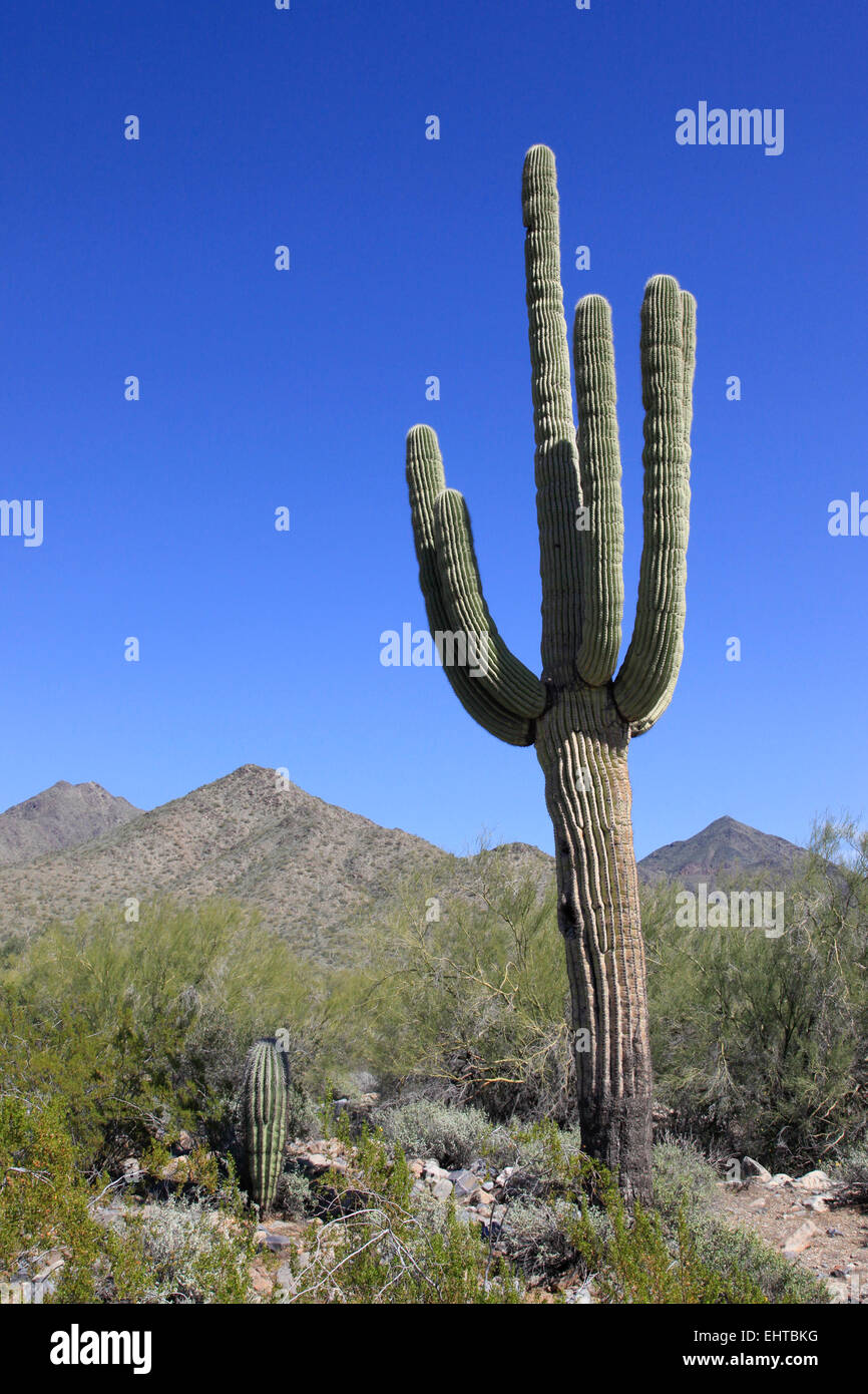 Gigantischen Saguaro Kaktus Stockfoto