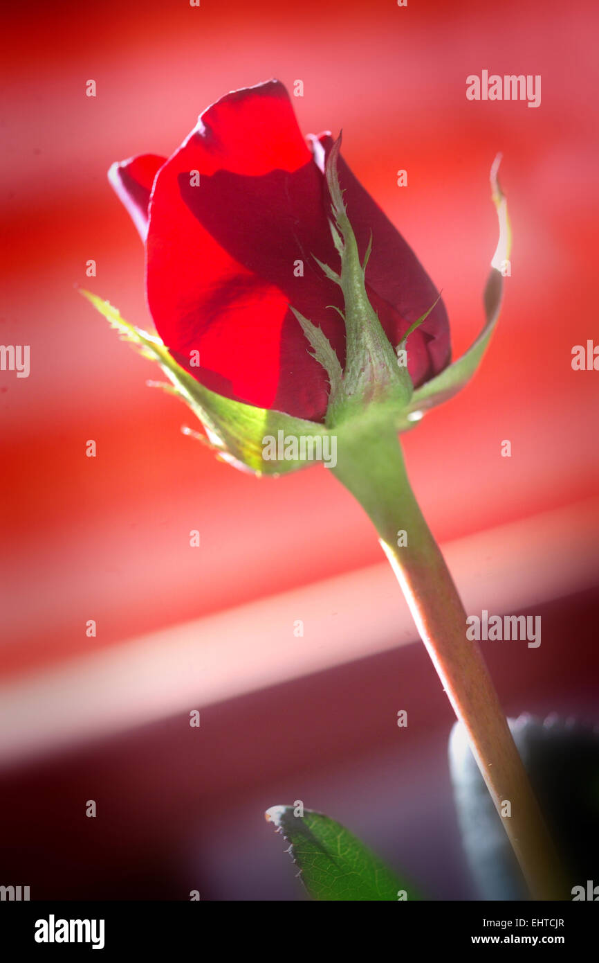 Einzelne romantische rote Rosenknospe / rose Stockfoto
