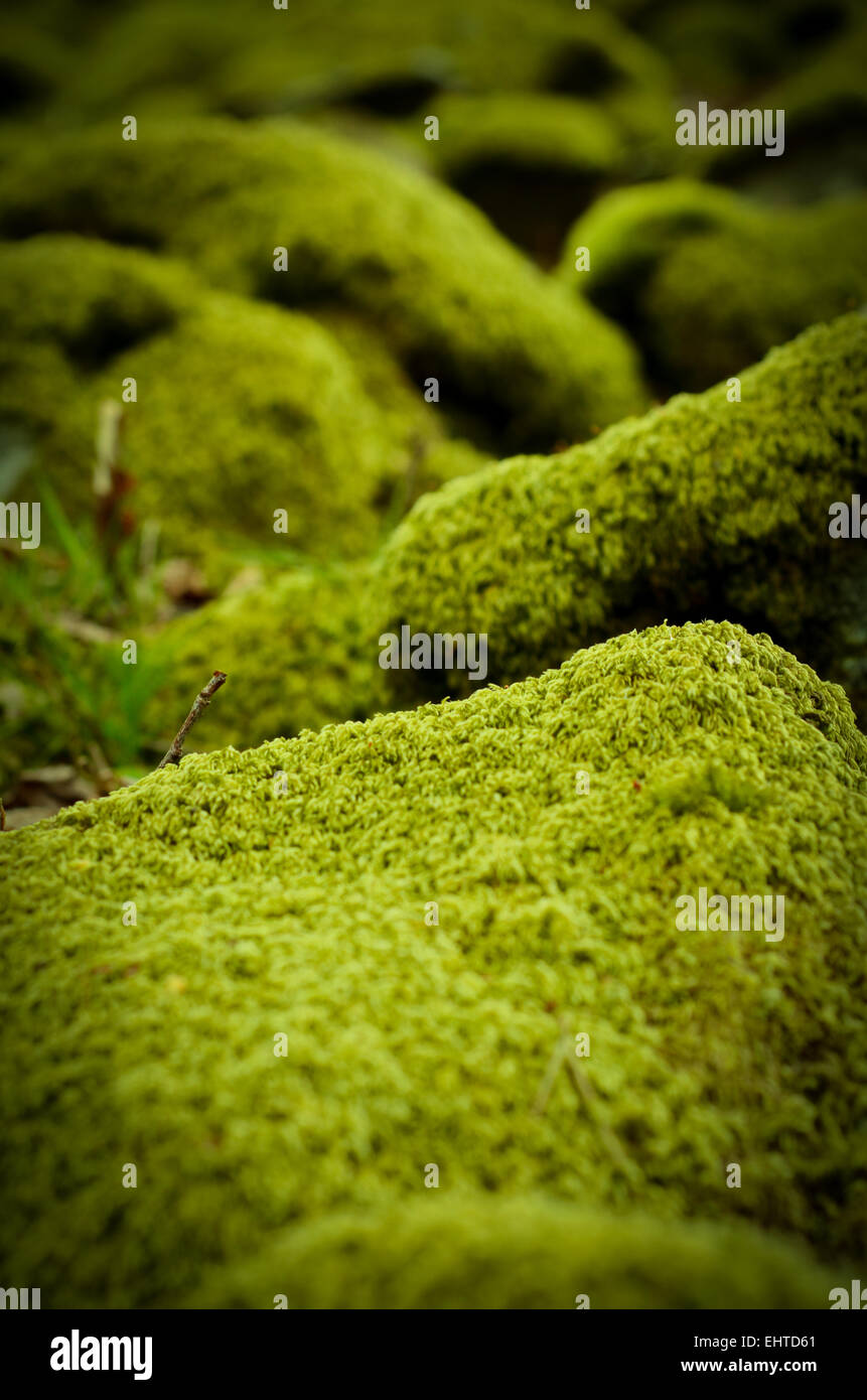 Hintergrund von Moos bedeckt Steinen In einem Wald Stockfoto