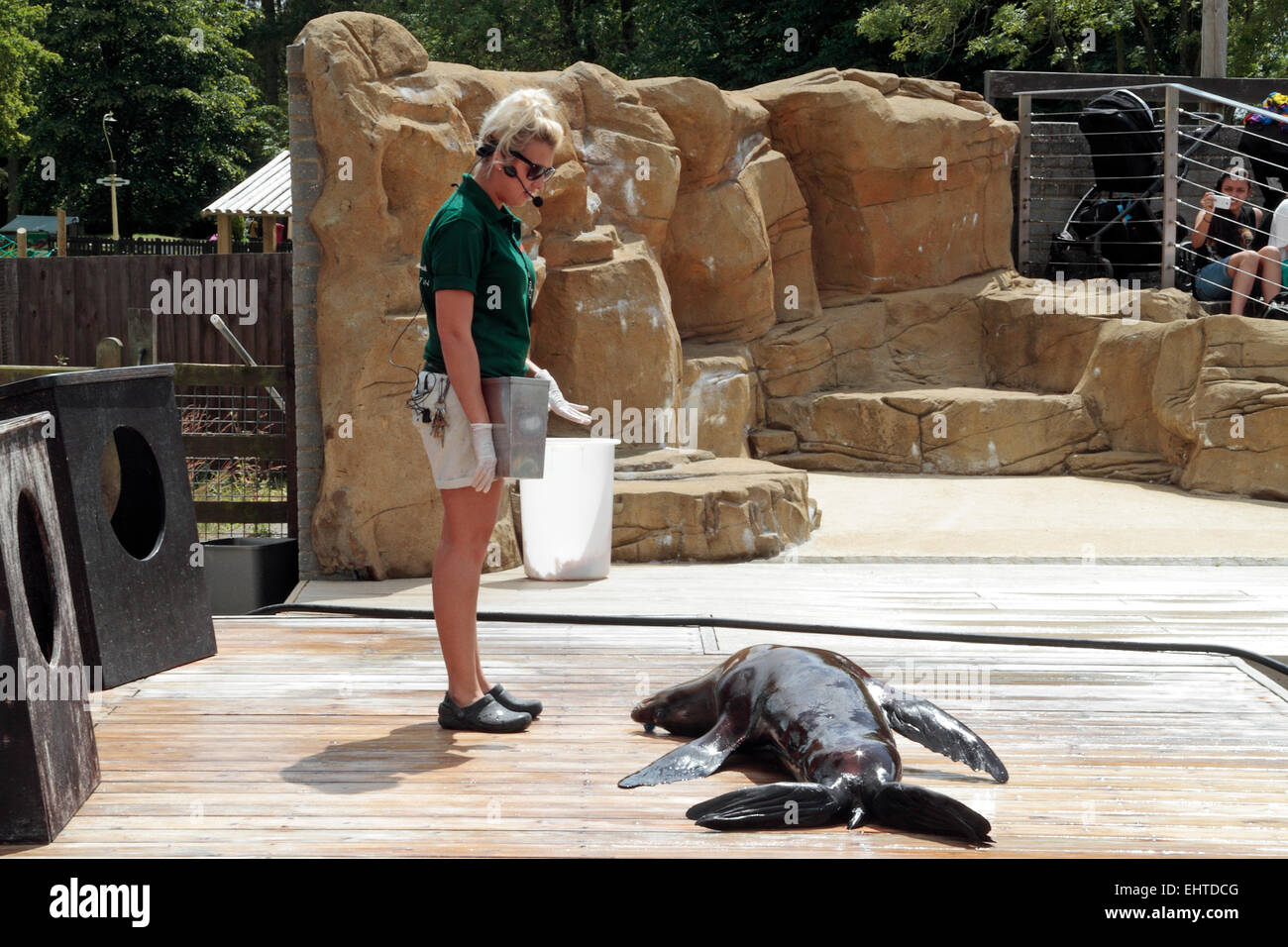 Seelöwen spielen tot während eines Auftritts im ZSL Whipsnade Zoo Whipsnade, in der Nähe von Dunstable, England. Stockfoto