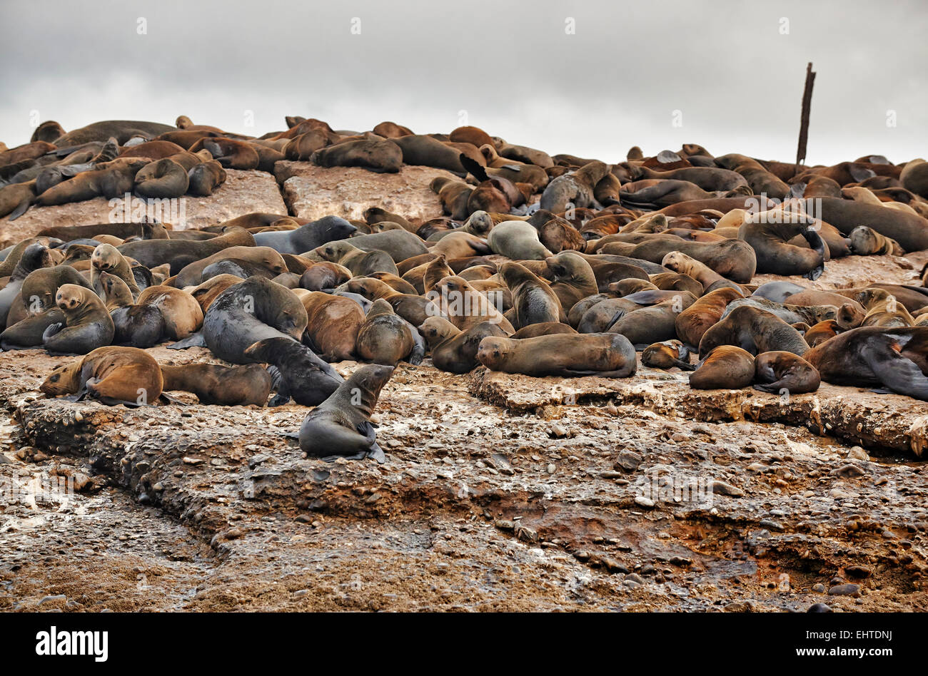 Kolonie von braunen Pelz-Dichtung (Arctocephalus percivali) vor Mossel Bay, Western Cape, Südafrika Stockfoto