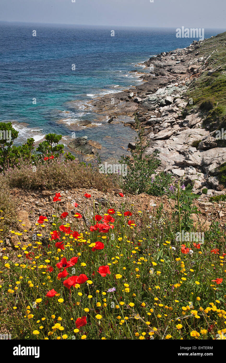 Der nördlichen Halbinsel von Korsika über Bastia ist eine bunte Röte der Wildblumen, blaues Wasser und zerklüfteten Küstenlandschaft im Juni. Stockfoto