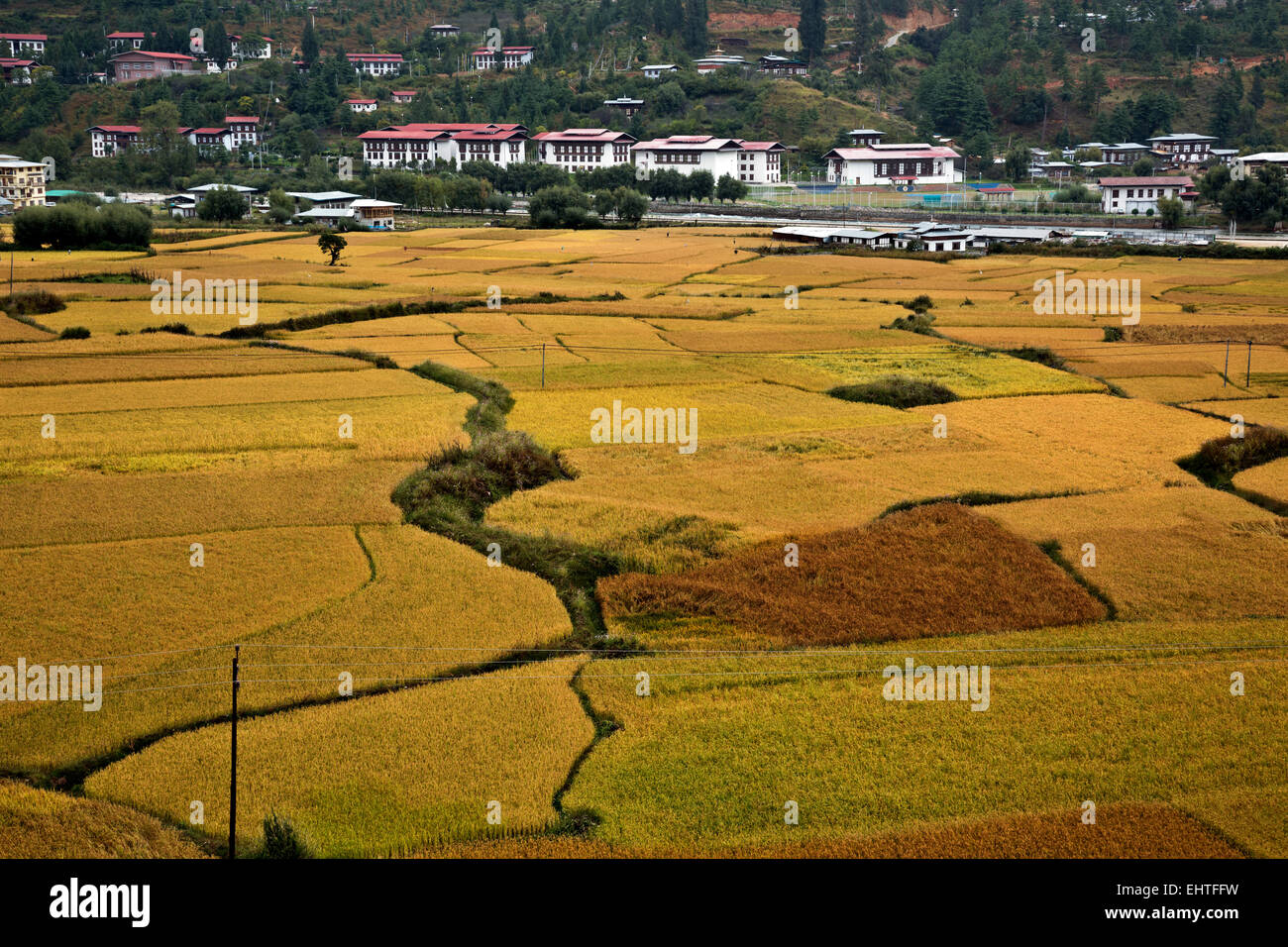 BU00369-00... BHUTAN - Felder von rotem Reis wächst auf dem Talboden Paro River in der Nähe der Stadt Paro. Stockfoto