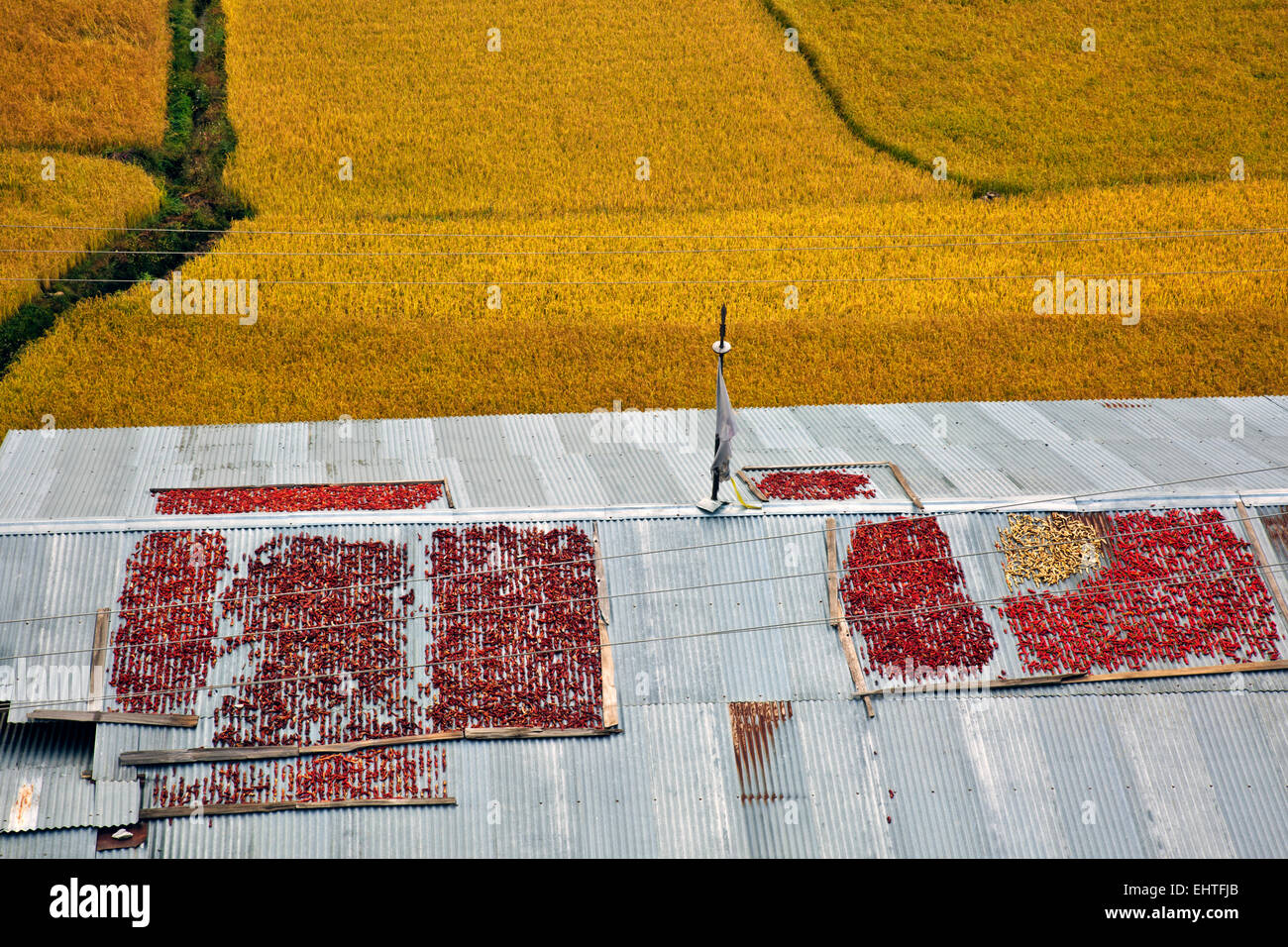 BU00383-00... BHUTAN - Paprika Trocknen auf einem Dach Bauernhaus am Rande der Felder von rotem Reis im Paro Tal in der Nähe von Paro. Stockfoto