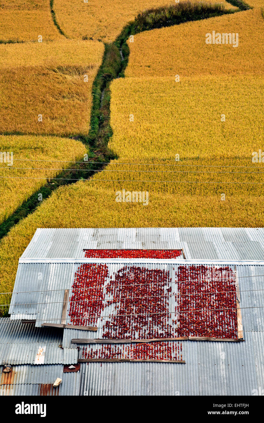 BU00384-00... BHUTAN - Paprika Trocknen auf einem Dach Bauernhaus am Rand der Felder von rotem Reis im Paro Tal in der Nähe von Paro. Stockfoto