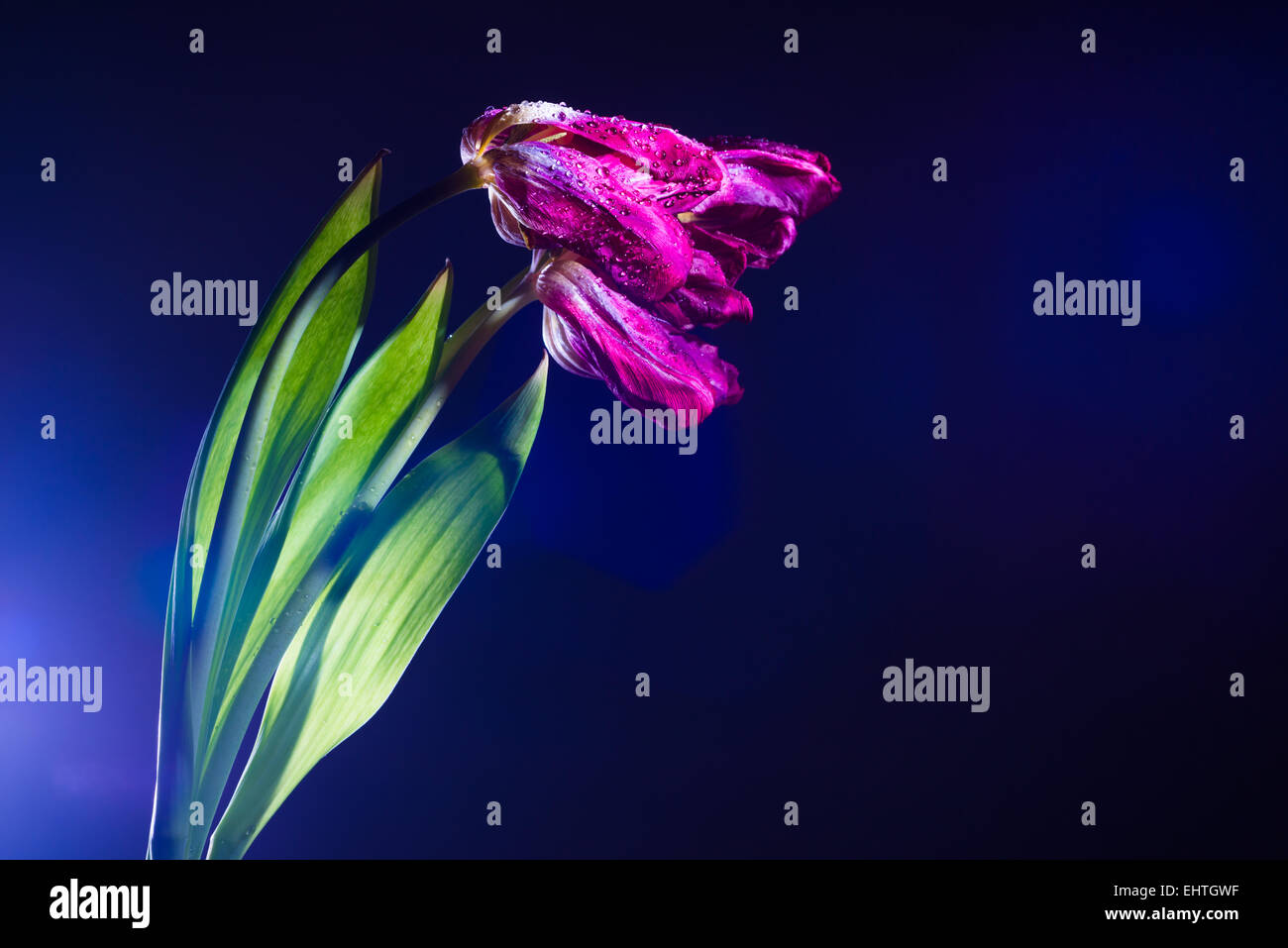 Sterbende Tulpen Stockfoto