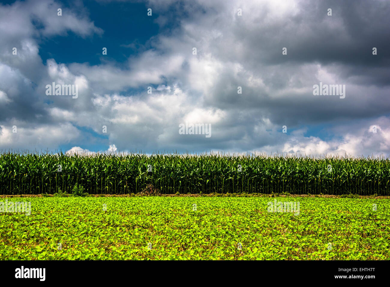Kornfeld im ländlichen Carroll County, Maryland. Stockfoto