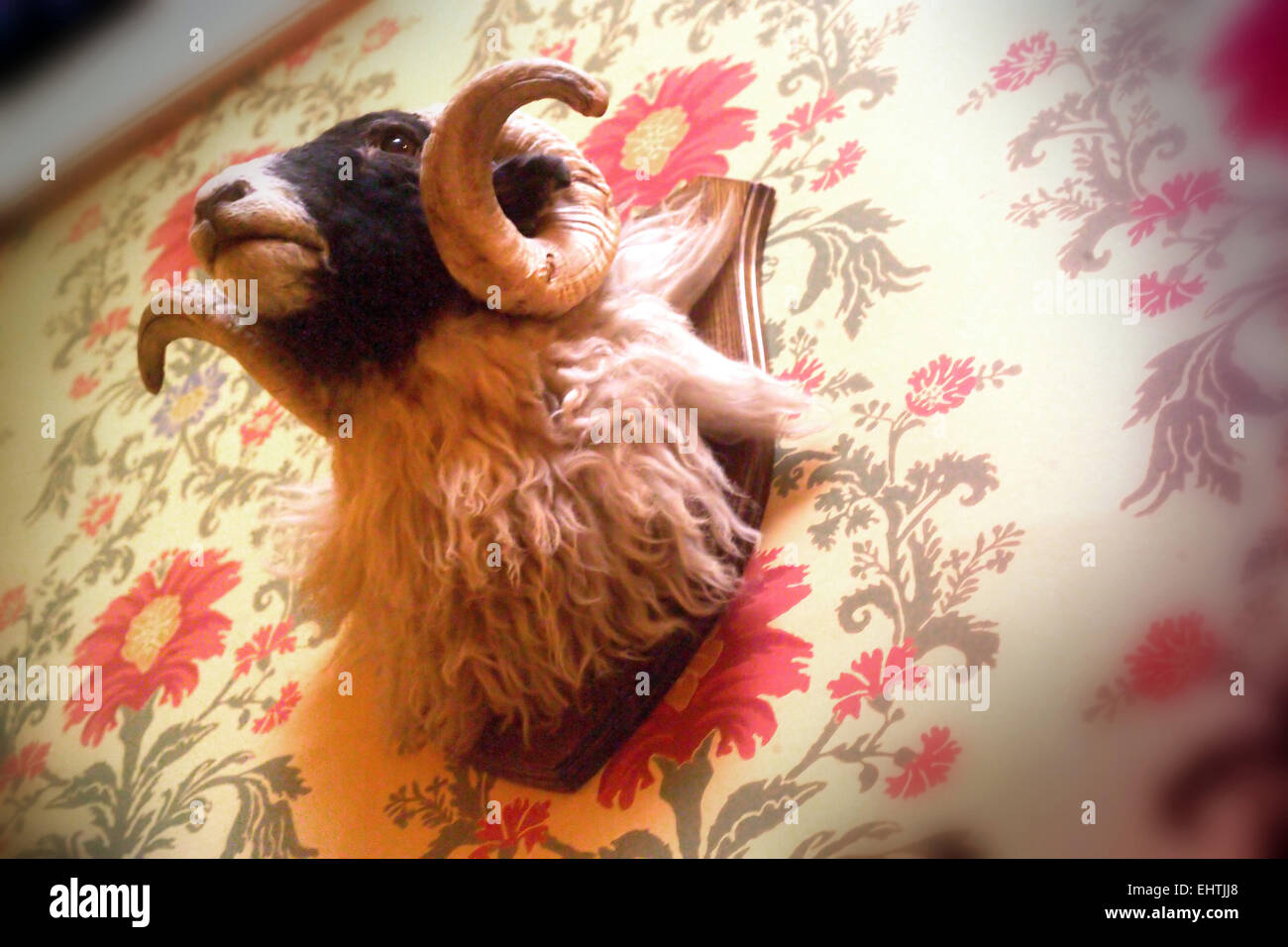 Rams Kopf montiert an der Wand Stockfoto
