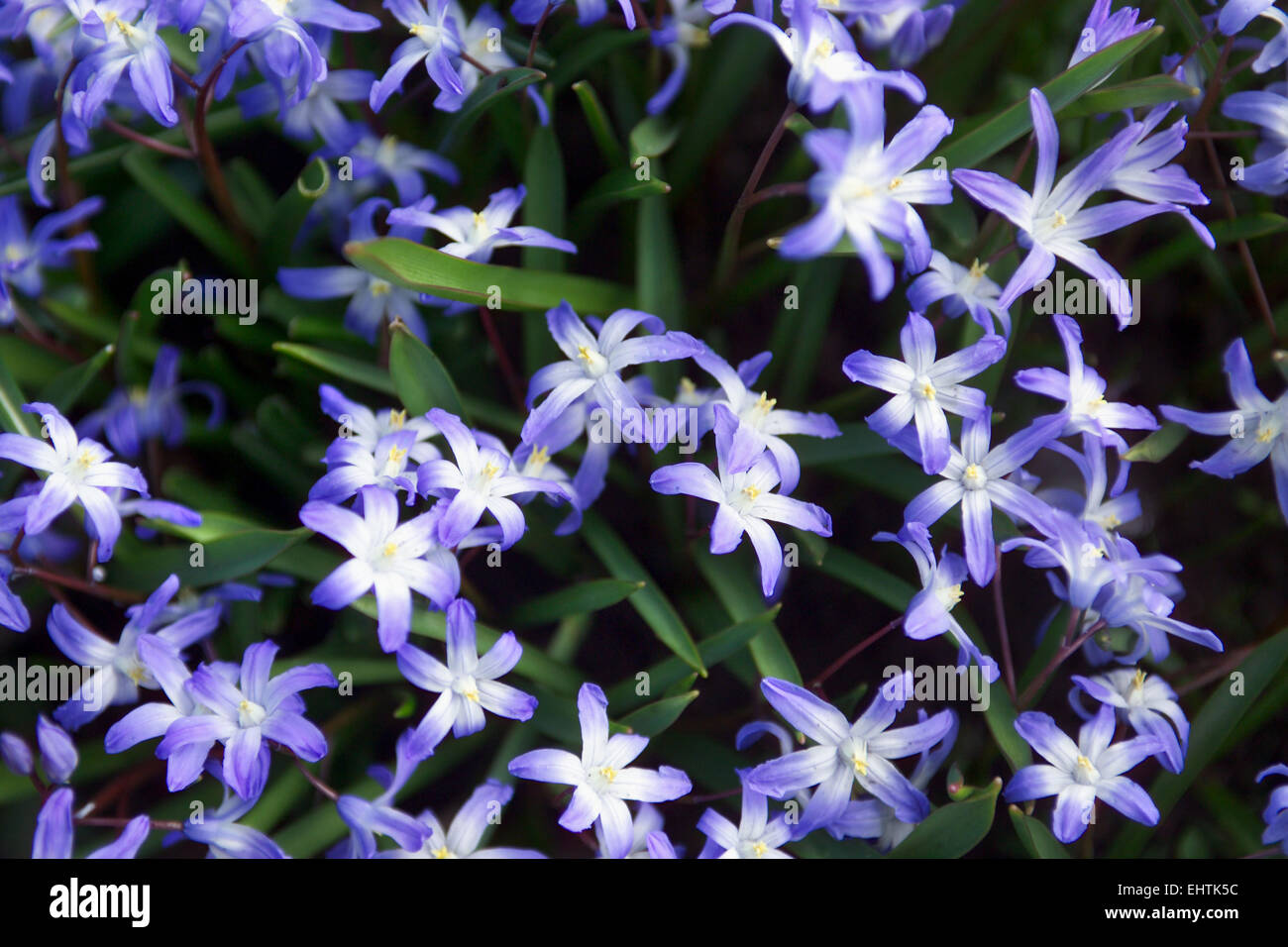 Frühlingsblumen blau / Blaustern Stockfoto