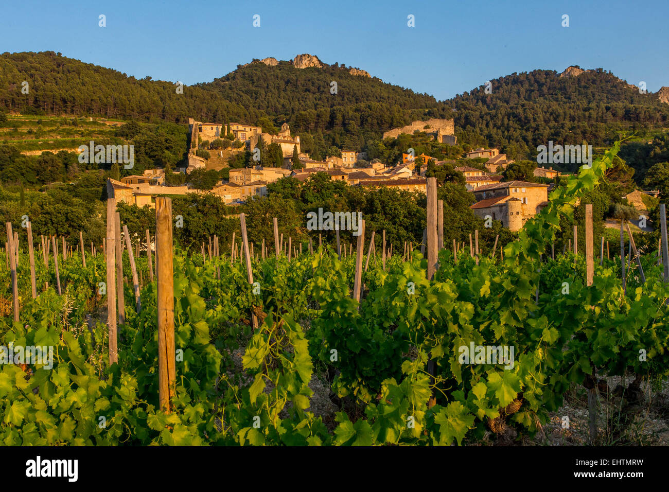 WEINBERGE VON GIGONDAS, VAUCLUSE, PROVENCE, FRANKREICH Stockfoto