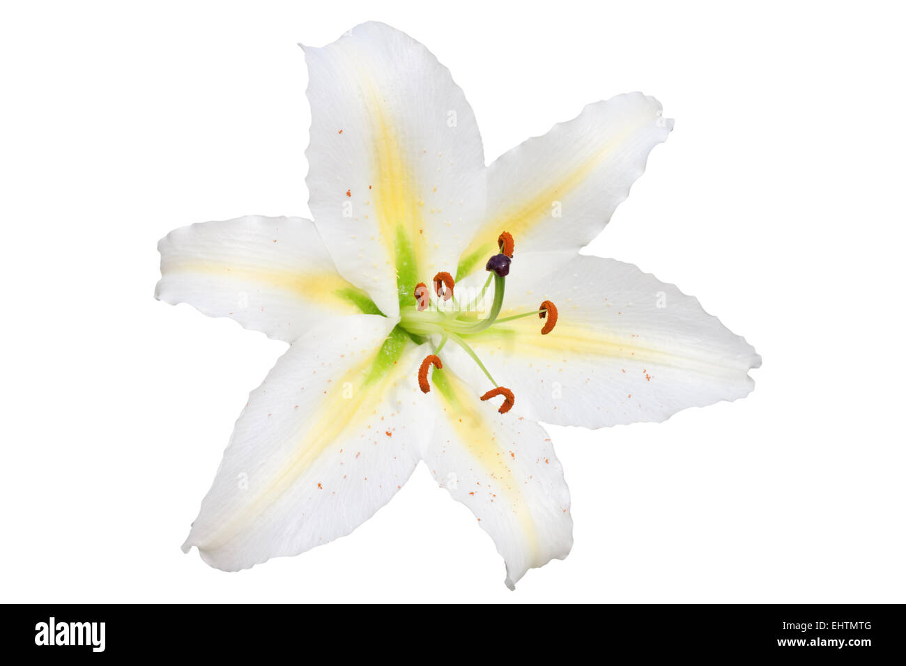 White Lily auf weißem Hintergrund Stockfoto