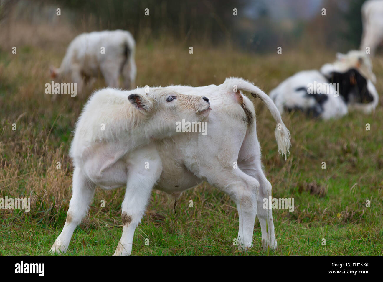 Weißes Kalb 4 Stockfoto