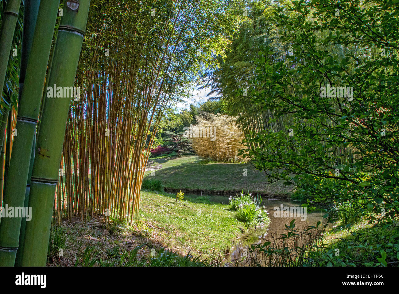 BAMBUS-PLANTAGE VON ANDUZE, GENERARGUES, GARD (30), LANGUEDOC-ROUSSILLON,  FRANKREICH Stockfotografie - Alamy
