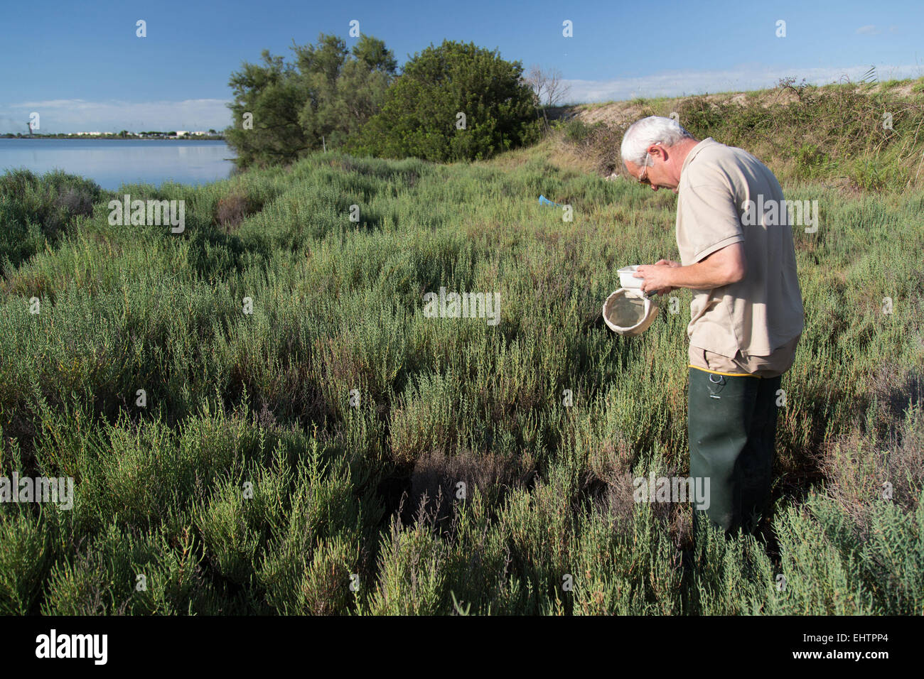 MOSKITO-KONTROLLE IN DER CAMARGUE, (30) GARD, LANGUEDOC-ROUSSILLON, FRANKREICH Stockfoto